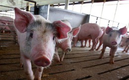 Chăn nuôi Phú Sơn (PSL) chốt danh sách cổ đông tạm ứng cổ tức bằng tiền tỷ lệ 50%