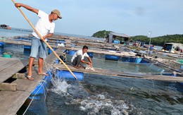 Nghề nuôi "cá bạc tỷ" ở Sơn Hải