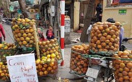 Bưởi cam quýt vỡ quy hoạch thi nhau rớt giá, nông dân vỡ trận