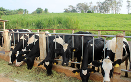 Doanh thu của GTNfoods tăng mạnh nhờ Mộc Châu Milk, quý 4 lỗ vì giảm quy mô các mảng không cốt lõi phục vụ định hướng nông nghiệp sạch