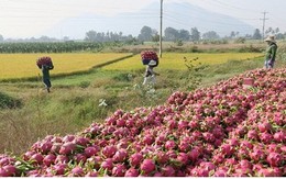 Nông dân Bình Thuận ăn Tết lớn nhờ thanh long có giá cao