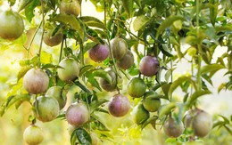 Nafoods dự báo tăng trưởng cao trong năm 2018 và sự xuất hiện của cổ đông lớn - Endurance Capital Vietnam I