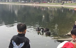 Chia 5 ca trực 24/24 để bảo vệ thiên nga ở hồ Thiền Quang suốt dịp nghỉ Tết