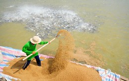Thức ăn chăn nuôi Việt Thắng lỗ hơn 62 tỷ đồng quý 1