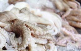 Xuất khẩu mực, bạch tuộc sang thị trường Mỹ tăng vọt