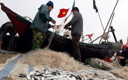 Ngư dân Sầm Sơn trúng đậm “lộc biển” ngày đầu năm mới