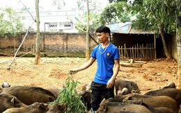 23 tuổi bỏ Đại học, về nhà nuôi lợn rừng kiếm 250 triệu đồng/năm