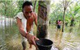 Thái Lan khuyến khích nông dân chặt bớt cây cao su để đẩy giá