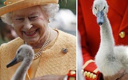 Anh: Ô tô cũng phải lùi bước trước thiên nga - loài chim quốc gia được chính Nữ hoàng "bảo hộ"