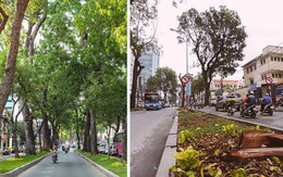 Chùm ảnh: Đường Tôn Đức Thắng trước và sau khi hàng trăm cây xanh bị đốn hạ để phát triển thành phố