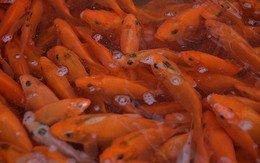 Đỏ rực chợ cá chép lớn nhất Thủ đô trước ngày ông Táo