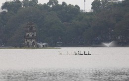 12 con thiên nga đã được ô tô chở sang một hồ khác tại Hà Nội