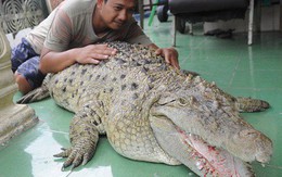 Thú nuôi đẳng cấp "cộp mác" Indonesia: cá sấu dài 1m8, thích được xoa cằm, ăn cá tươi, được chủ đánh răng mỗi ngày