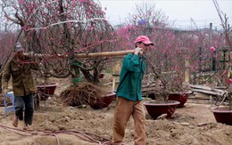 Nông dân đi đánh gốc đào thuê: Mỗi ngày kiếm tiền triệu
