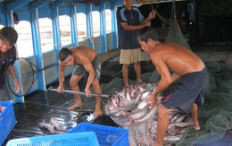 Giá cá tra chạm mức kỷ lục