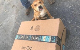 Amazon sa thải nhân viên vì ném thẳng kiện hàng vào cún cưng của khách
