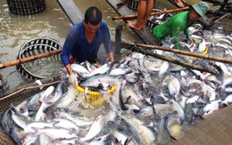 Xuất khẩu cá tra sang thị trường ASEAN tăng mạnh