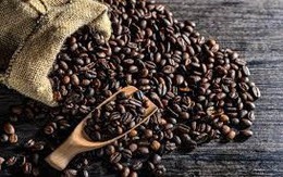 Niên vụ cà phê 2017- 2018 có khả năng mất mùa