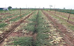 Tình trạng đổ bỏ nông sản, Bộ NN&PTNT yêu cầu báo cáo trước 19/3