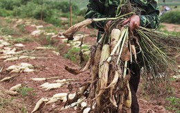 Hà Nội: Tìm cách “giải cứu” 3.000 tấn củ cải
