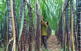 Chủ tịch Hiệp hội Mía đường: Có thể sử dụng biện pháp phòng vệ nếu ngành đường bị tổn hại