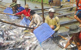 Thuế tăng sốc gần 10 lần, cá tra Việt hết đường sang Mỹ