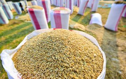Sản lượng gạo chất lượng cao của Thái Lan giảm mạnh lần nhất trong một thập kỷ