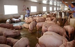 Giá thịt lợn lại giảm mạnh, hộ chăn nuôi đồng loạt treo chuồng