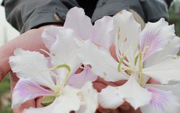 Ảnh: Chiêm ngưỡng hoa ban Tây Bắc nhuộm trắng con đường ven đô Hà Nội
