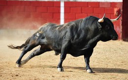 BSC: "Tâm lý thị trường tích cực, VN-Index sẽ vượt đỉnh lịch sử 1.170 điểm ngay trong tháng 3"