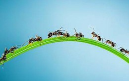 7 bài học cuộc sống tôi học được từ lũ kiến