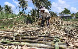 Mía đường trước áp lực khủng hoảng 'thừa mà thiếu'