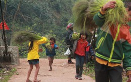 Ảnh: Trẻ em vùng núi Quảng Bình chân trần kéo nhau lên rừng hái 'lộc trời'