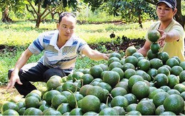 Người dân Đắk Nông đua nhau trồng bơ booth khiến quy hoạch bị phá vỡ