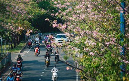 Sài Gòn trong mùa hoa kèn hồng nở rộ, khắp phố phường như đang vào xuân