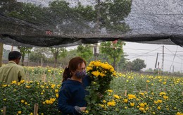 Nông dân Tây Tựu ngao ngán: Hoa cúc được mùa nhưng mất giá