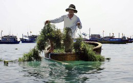 Ninh Thuận: Nông dân trúng mùa rong sụn, muối được giá