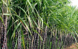 TTC Sugar (SBT) mở rộng thêm 16.000 ha đất canh tác tại Campuchia