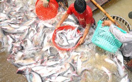 Xuất khẩu cá tra sang Trung Quốc sẽ khắt khe hơn