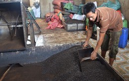 (SỐC) Phát hiện nhiều mẫu cà phê bột không có… cà phê ở Đắk Nông!
