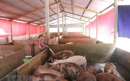 Giá lợn tăng lên nhưng người chăn nuôi vẫn e ngại tái đàn