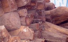Bắt giữ xe tải chở hơn 2.000 kg gỗ trắc không rõ nguồn gốc