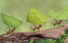 CTCK nhận định thị trường 24/04: Tiền rút khỏi cổ phiếu trụ