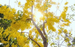 Chùm ảnh: Hoa Osaka rực rỡ "nhuộm vàng" đường phố Sài Gòn trong cái nắng tháng 4
