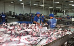 Kiểm soát chất lượng cá tra sang Trung Quốc