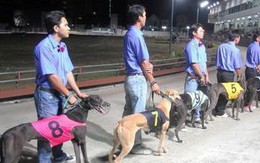 Đà Nẵng sẽ có trường đua ngựa, đua chó rộng hơn 500.000m2 tại Cẩm Lệ