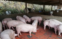 Cần kiểm soát chặt việc tăng đàn lợn