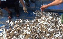 Cá biển chết bất thường ở Quảng Trị