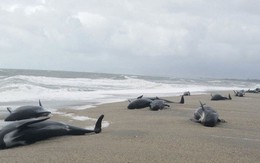 24h qua ảnh: Hàng chục con cá voi mắc cạn bí ẩn trên bờ biển New Zealand