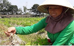 Trồng nén trên đất cát giúp nông dân Quảng Trị thu 200 triệu mỗi ha